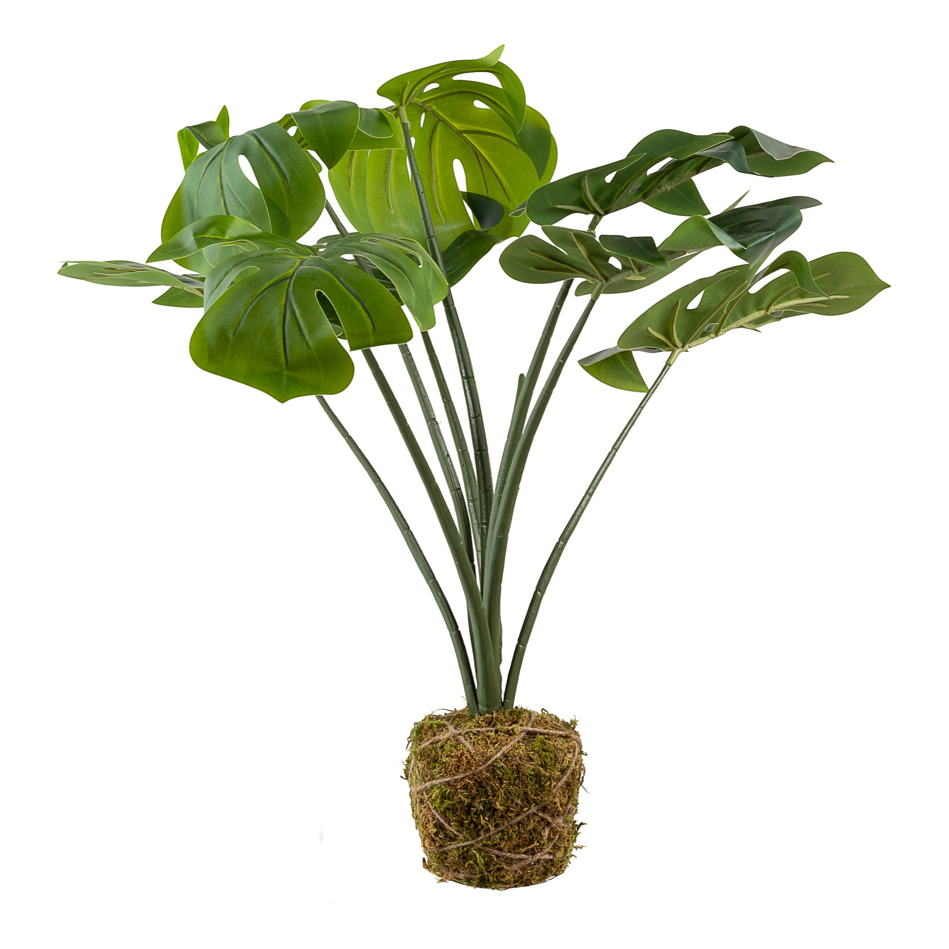 Monstera Adansonii